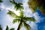 LAN 09 JZ0009 01
Palm Trees By Cloudy Blue Sky