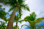 LAN 09 JZ0010 01
Palm Trees By Cloudy Blue Sky