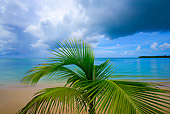 LAN 09 JZ0012 01
Palm Trees And Tropical Beach