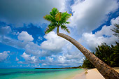 LAN 09 JZ0014 01
Palm Trees And Tropical Beach