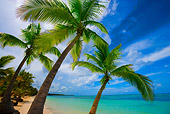 LAN 09 JZ0015 01
Palm Trees And Tropical Beach