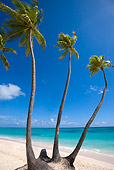 LAN 09 JZ0016 01
Palm Trees And Tropical Beach