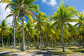 LAN 09 KH0028 01
Coconut Trees In French Polynesia