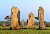 LAN 09 MH0008 01
Magnetic Termite Mounds In Australia