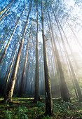 LAN 09 MH0009 01
Mountain Ash Eucalyptus Forest Australia
