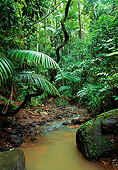 LAN 09 MH0011 01
Rainforest Interior Australia
