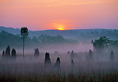 LAN 09 MH0012 01
Termite Mounds At Sunrise In Litchfield Park Australia