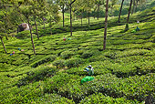LAN 09 MH0014 01
Tea Plantation And Workers In Munnar, Kerala, India