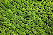 LAN 09 MH0015 01
Aerial View Of Tea Plantation In Munnar, Kerala, India