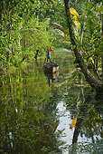 LAN 09 MH0016 01
Man Rowing Wooden Canoe Along Backwater Canal Alappuzha, Kerala, India