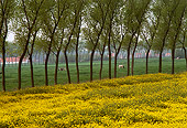 LAN 09 MR0001 01
Cows Grazing In Field By Trees Yellow Flowers Belgium