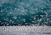 LAN 09 MR0014 01
Seagulls Flying In Svalbard Spitsbergen Europe