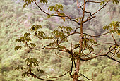 LAN 09 MR0016 01
Trees In Costa Rica Central America