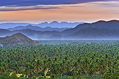 LAN 10 JE0002 01
Palm Grove At Sunset In Mexico