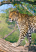 LEP 10 GL0001 01
Portrait Of Leopard Walking Along Tree Branch