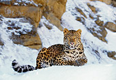 LEP 10 RK0014 05
Amur Leopard Sitting In Snow Facing Camera