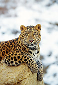 LEP 10 RK0041 09
Amur Leopard Laying On Rock Facing Camera