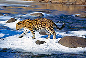 LEP 10 RK0119 01
Amur Leopard Walking On Snow By Rocks And Water Looking Down
