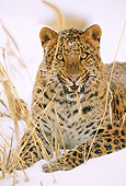 LEP 10 LS0001 01
Potrait Of Amur Leopard Laying On Snow