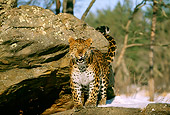 LEP 10 LS0002 01
Amur Leopard Standing By Rock In Winter
