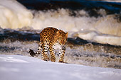 LEP 10 RF0006 01
Amur Leopard Walking On Snow