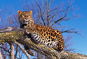 LEP 10 RK0009 08
Amur Leopard Laying On Branch Full Body