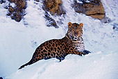 LEP 10 RK0017 06
Amur Leopard Laying Down In Snow