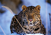 LEP 10 RK0026 02
Amur Leopard Laying Down In Snow Facing Camera