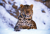 LEP 10 RK0029 02
Amur Leopard Laying Down On Snow Facing Camera