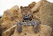 LEP 10 RK0042 12
Amur Leopard Laying Facing Camera On Rock Paws Out