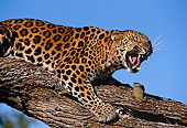 LEP 10 RK0046 08
Close Up Of Amur Leopard Laying On Tree Branch Growling