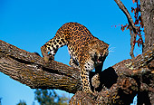 LEP 10 RK0056 05
Amur Leopard Standing On Tree Branch Growling Towards Camera Blue Sky