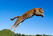LEP 10 RK0063 05
Amur Leopard Jumping Off Wooden Spindle Into Air