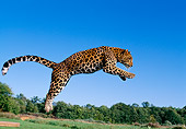 LEP 10 RK0063 10
Amur Leopard Jumping Off Wooden Spindle Into Air