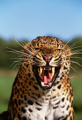 LEP 10 RK0079 03
Close Up Head Shot Of Amur Leopard Growling At Camera Grass And Blue Sky