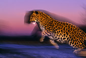 LEP 10 RK0081 06
Profile Of Amur Leopard In Movement With Purple Shade Background With Shadows