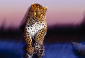 LEP 10 RK0082 01
Amur Leopard Running Towards Camera With Movement Pink Clouds Background At Dusk