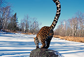 LEP 10 RK0089 01
Amur Leopard On Rock Showing Rear And Tail By Snow Trees And Blue Sky