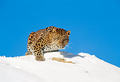 LEP 10 TK0001 01
Amur Leopard Climbing Over Snow-Covered Ridge Blue Sky