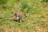 LEP 20 GL0001 01
Leopard Cub Running Through Grassland