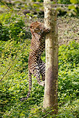 LEP 20 GL0004 01
Sri Lankan Leopard Climbing Up Tree Trunk