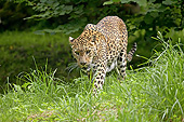 LEP 20 GL0005 01
Sri Lankan Leopard Walking Through Grass