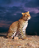 LEP 20 RK0028 01
Spotted Leopard Flynn Sitting Profile On Dirt Dark Clouds At Night