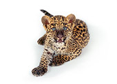 LEP 20 RK0124 03
Spotted Leopard Cub Laying On White Seamless Background