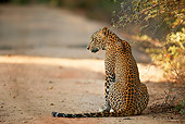 LEP 20 WF0001 01
Back View Of Sri Lankan Leopard Sitting On Dirt Road