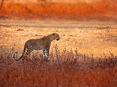 LEP 20 WF0002 01
Sri Lankan Leopard Standing In Field At Sunset