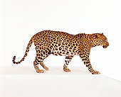 LEP 20 RK0034 11
Full Body Shot Of Spotted Leopard Standing Profile On White Box Facing Camera White Seamless