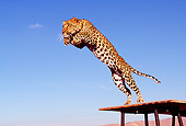 LEP 20 RK0046 06
Full Body Shot Of Spotted Leopard 