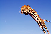 LEP 20 RK0046 25
Full Body Shot Of Spotted Leopard 