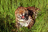 LEP 20 RK0062 01
Spotted Leopard 